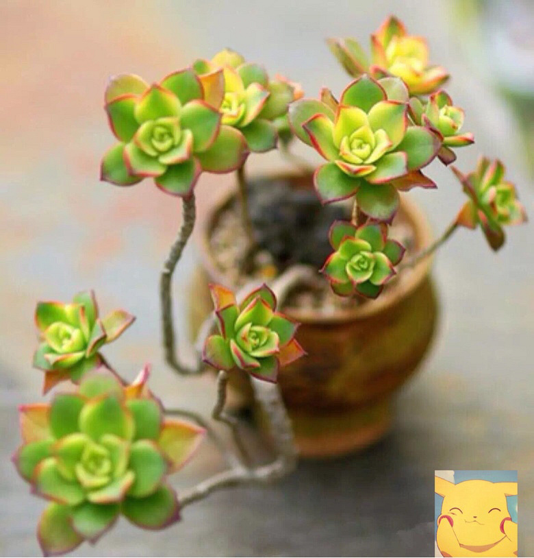 ������׮���ջ�Ҳ����