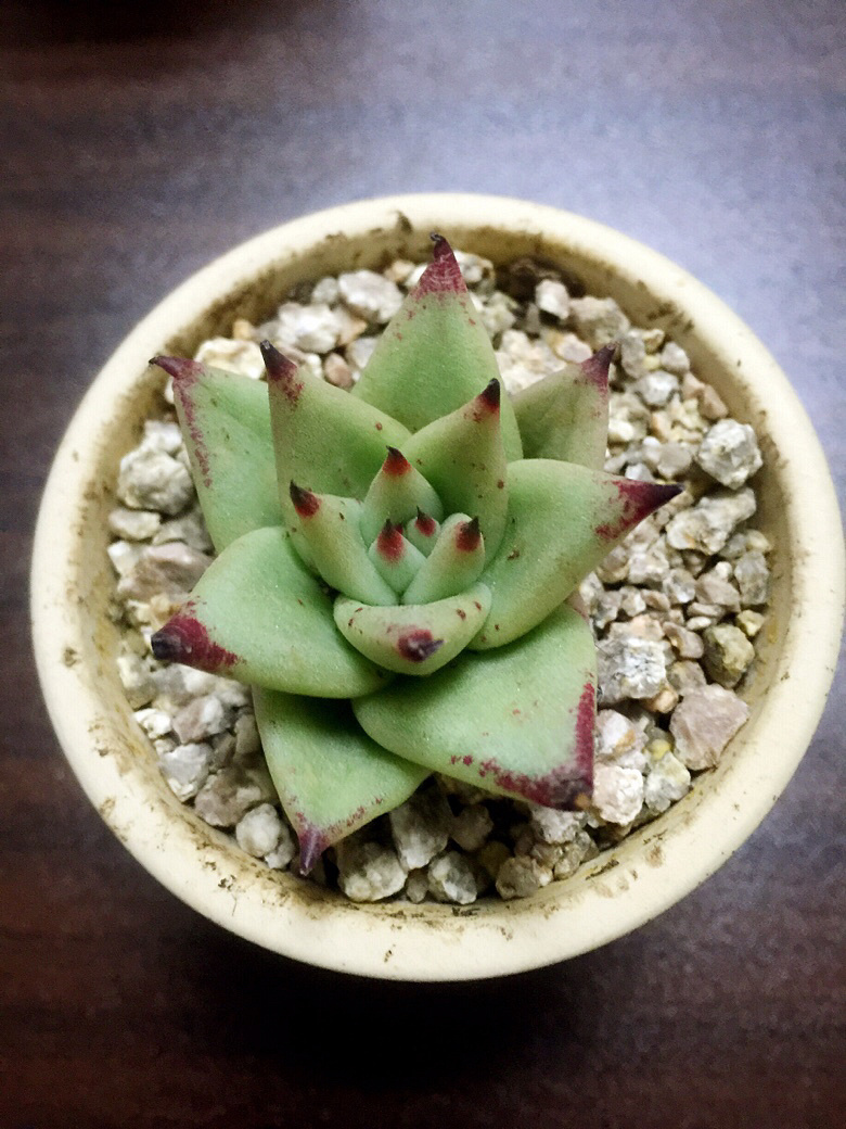 �����˼���