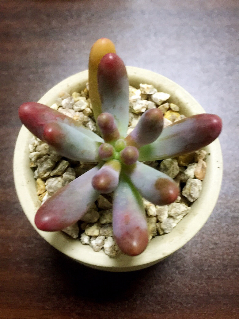 �����˼���