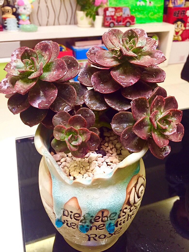 ɹɹ�Ҽ������³�Ա