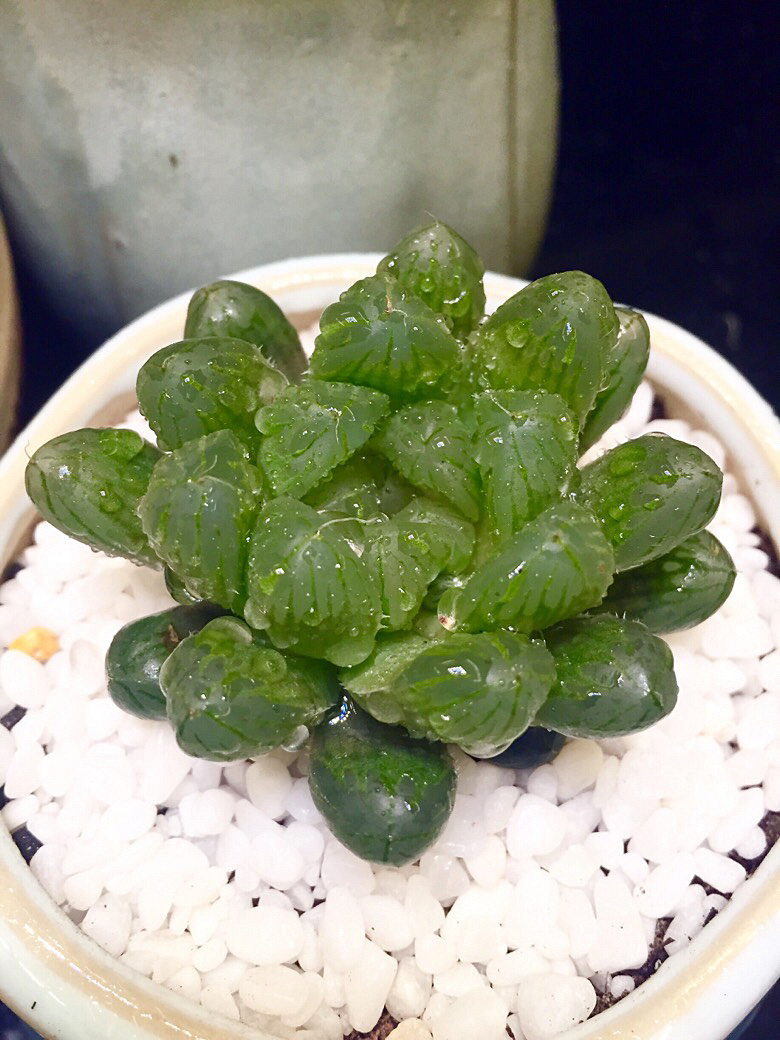 ɹɹ�Ҽ������³�Ա