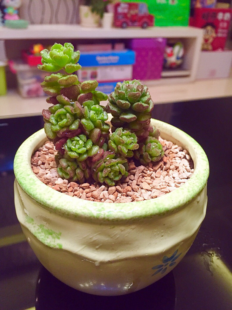 ɹɹ�Ҽ������³�Ա