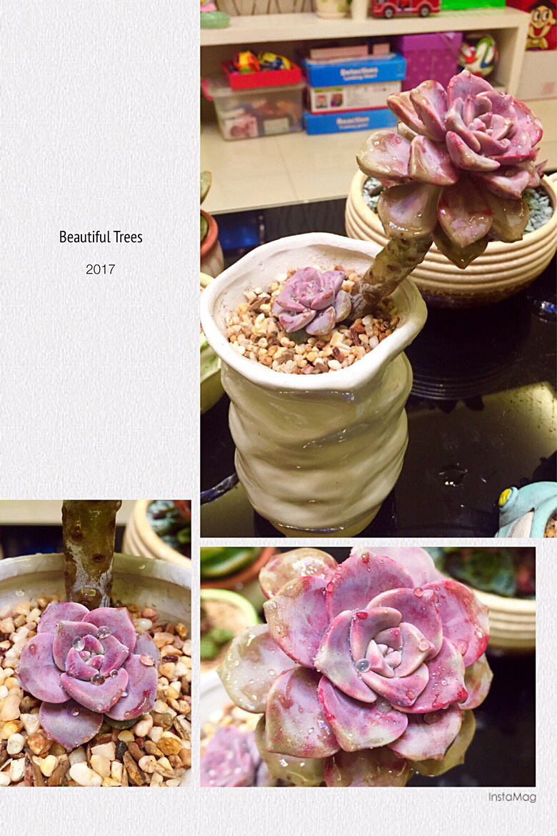 ɹɹ�Ҽ������³�Ա