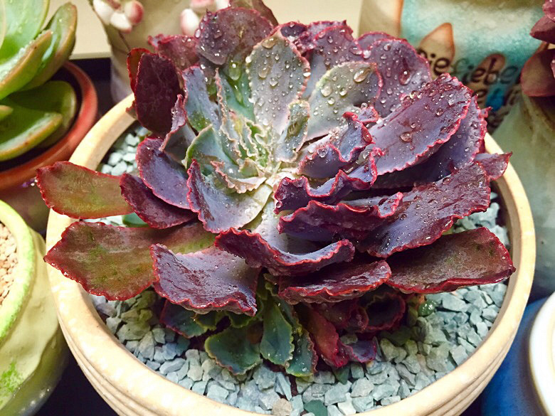 ɹɹ�Ҽ������³�Ա