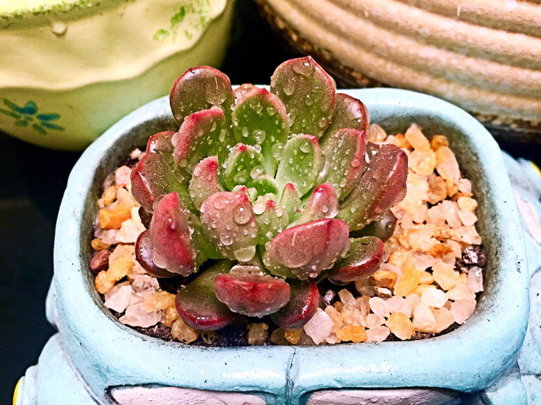 ɹɹ�Ҽ������³�Ա