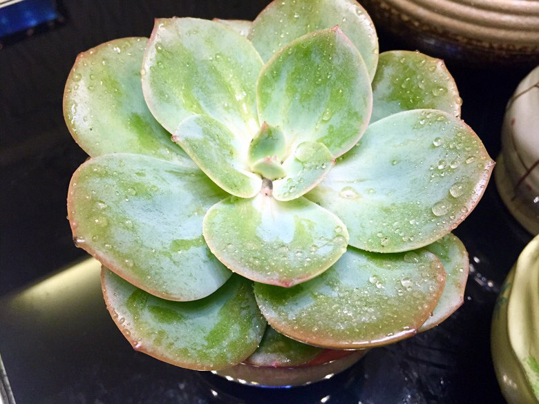 ɹɹ�Ҽ������³�Ա