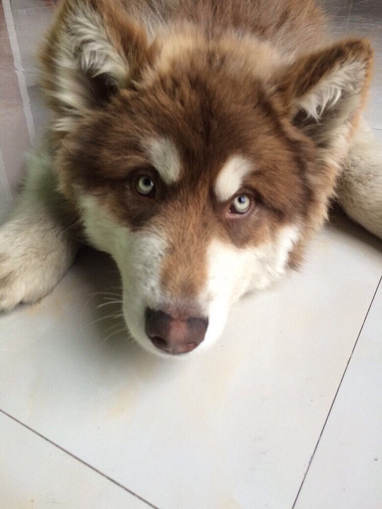 ��Ǽܰ���˹�ӻ�����