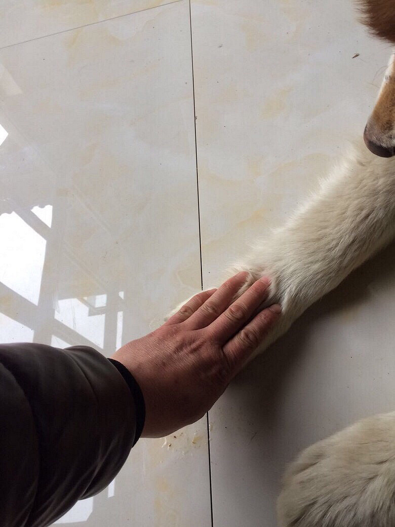 ��Ǽܰ���˹�ӻ�����