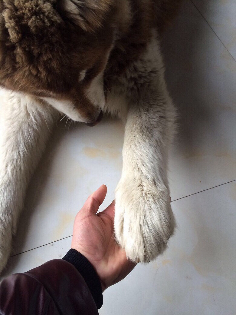 ��Ǽܰ���˹�ӻ�����