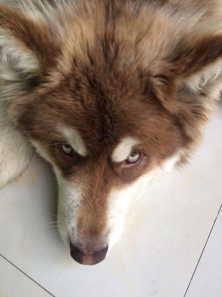 ��Ǽܰ���˹�ӻ�����