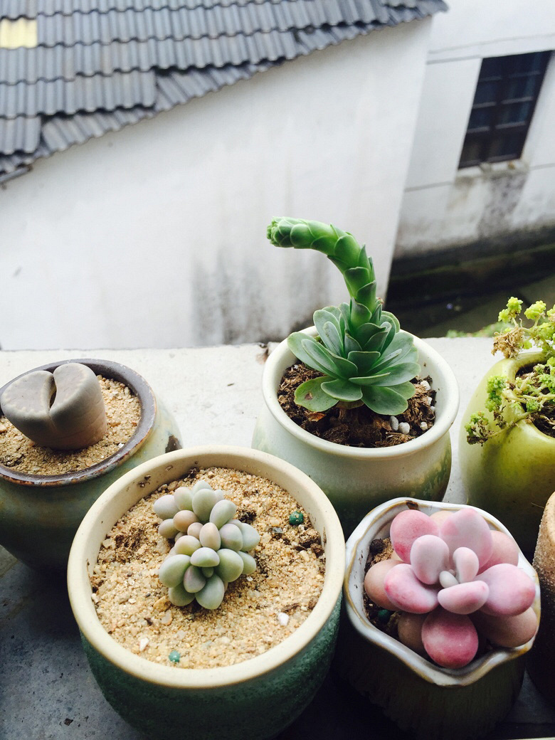 �簲���ҵ�С������