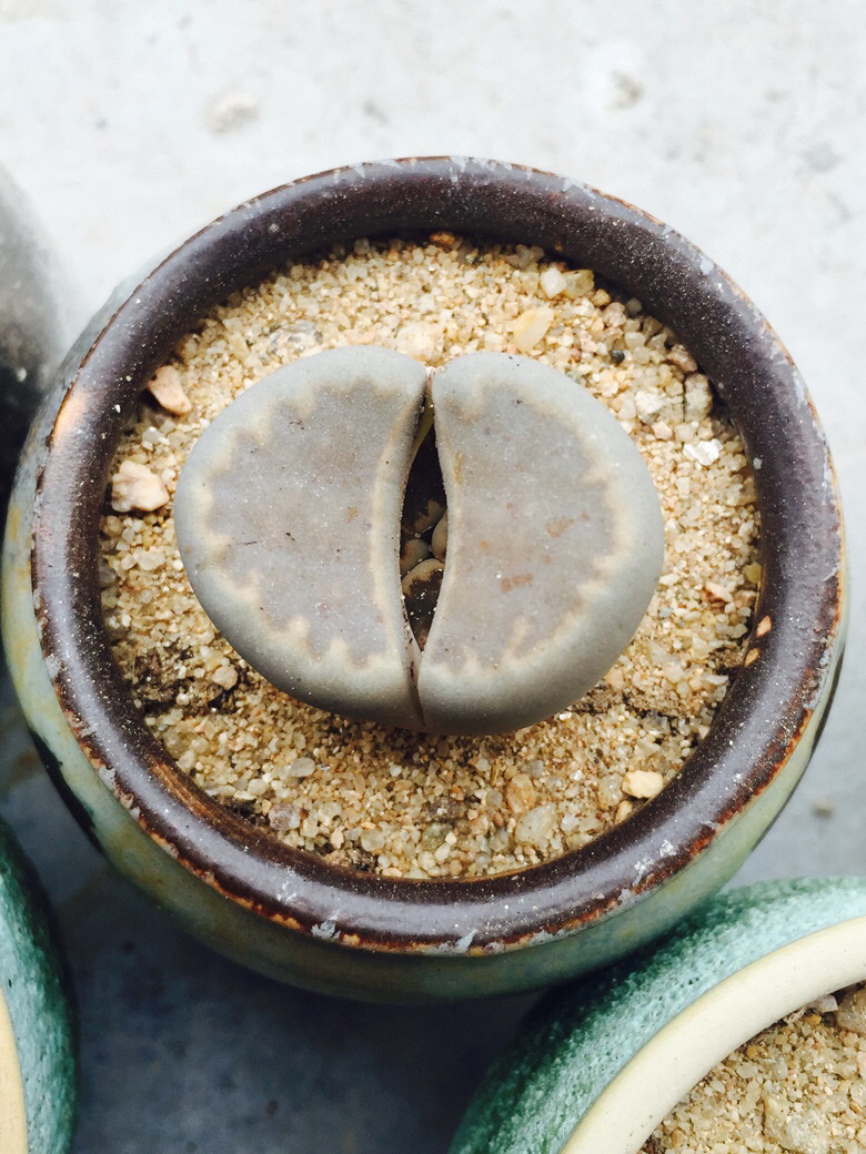 �簲���ҵ�С������