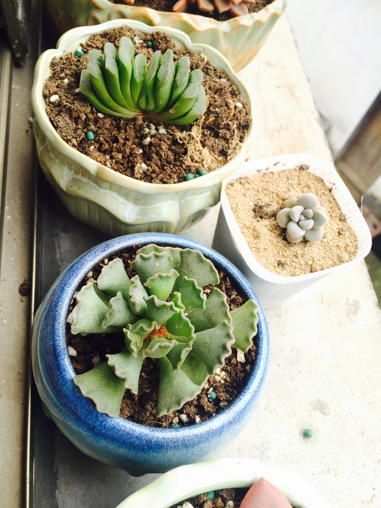 �簲���ҵ�С������