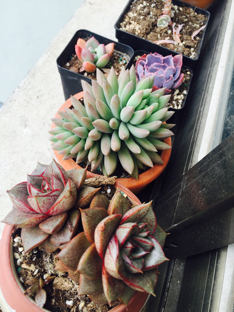 �簲���ҵ�С������