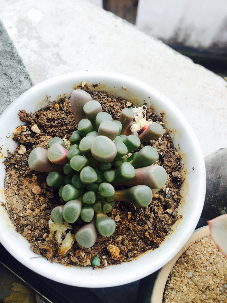 �簲���ҵ�С������