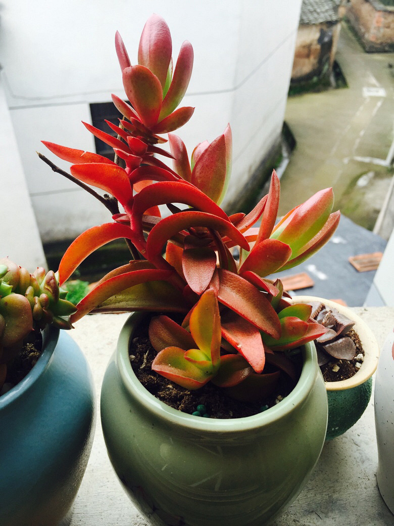 �簲���ҵ�С������