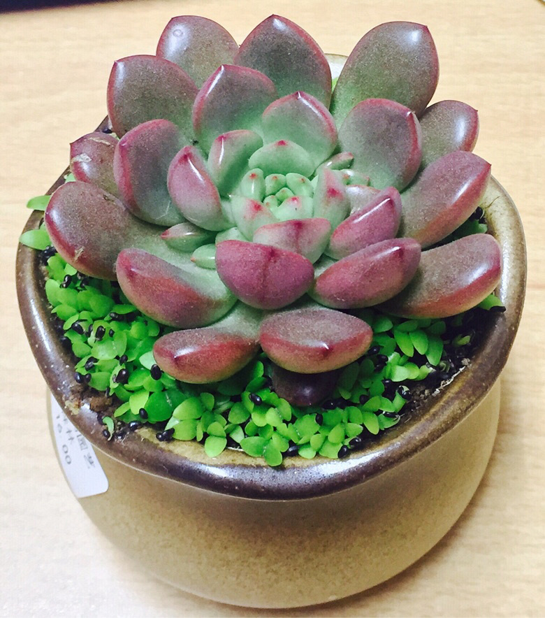 �����ֵĺ챦ʯ��ϣ��������