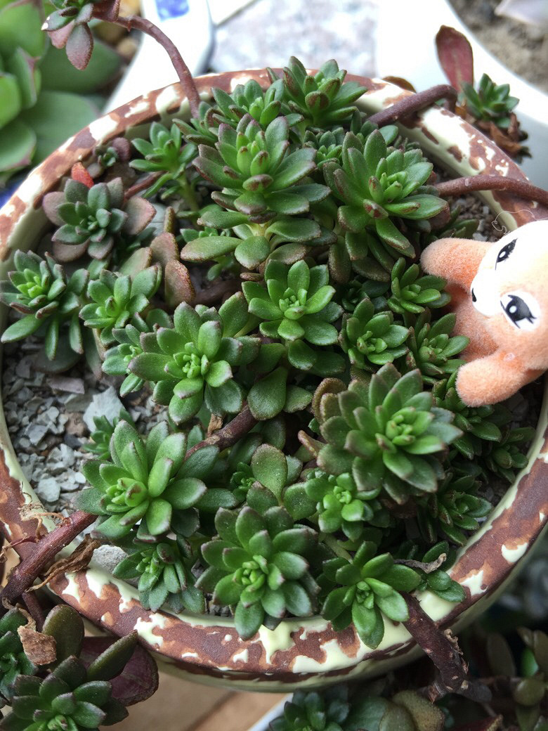 ��˭֪������������ɶ����