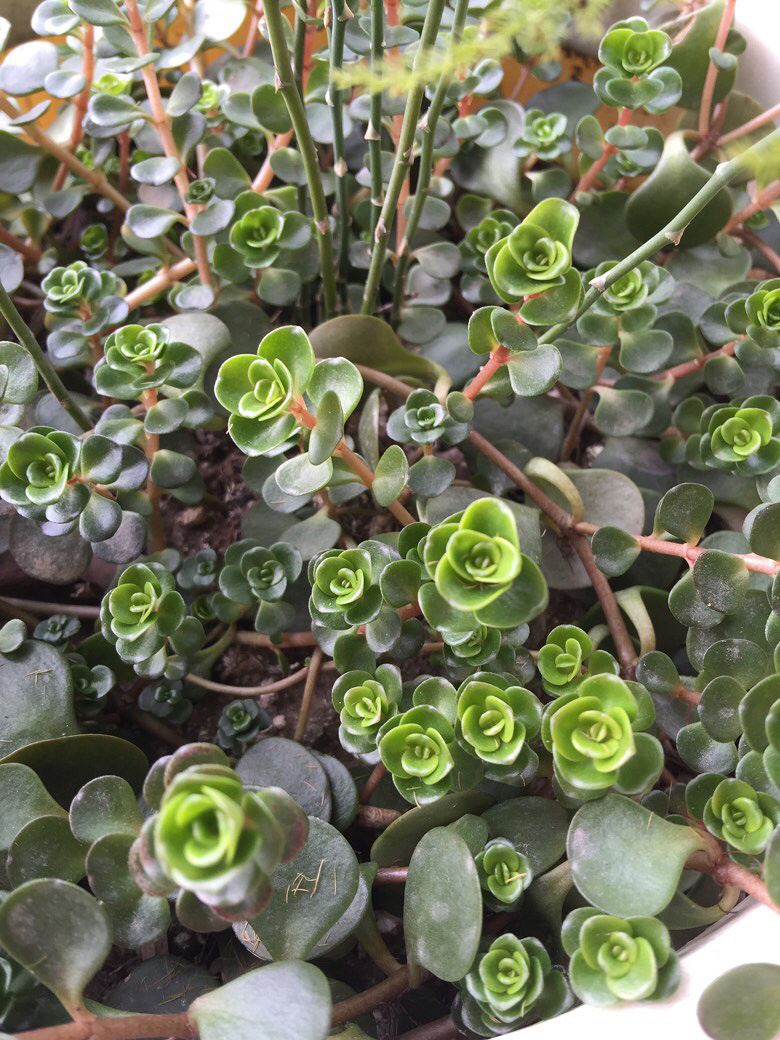 ��˭֪������������ɶ����