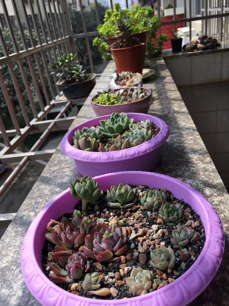 ����������µ��� ľ��̫������ ��֪���ܲ��ܻ���