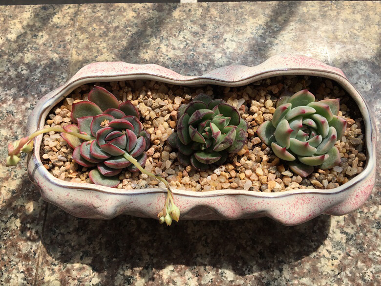 ����������µ��� ľ��̫������ ��֪���ܲ��ܻ���