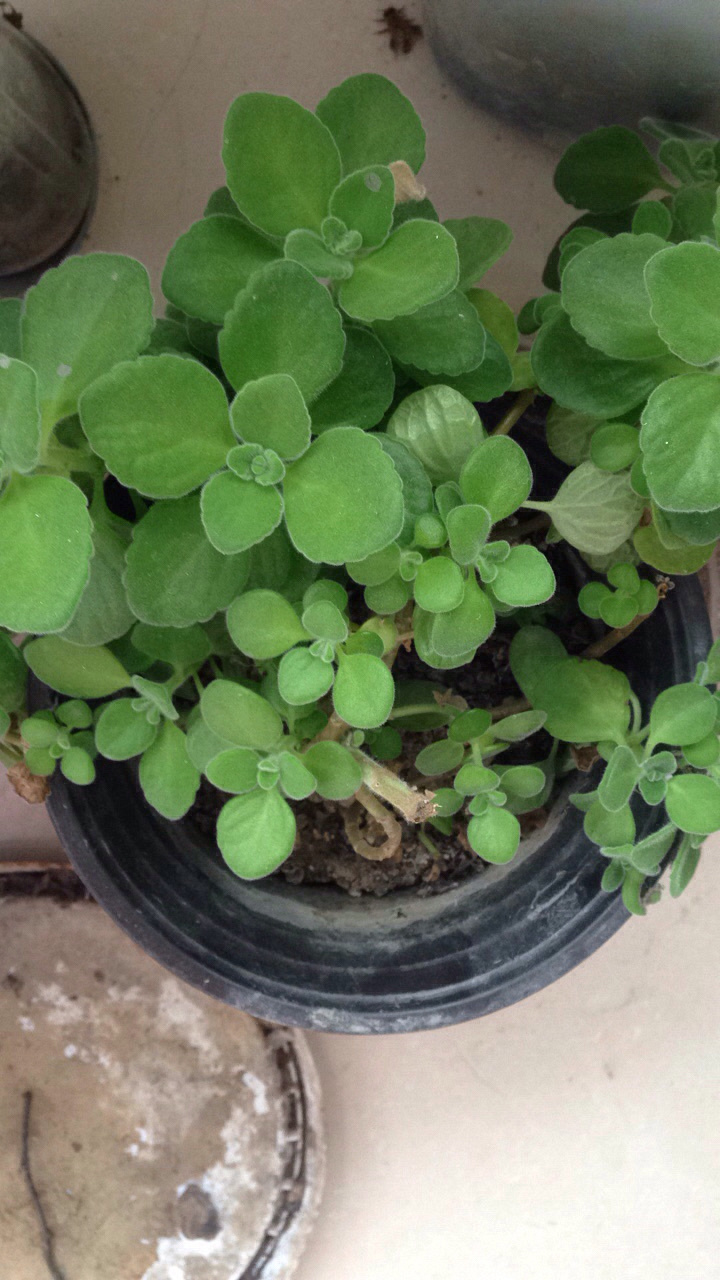 ���ⱻ������