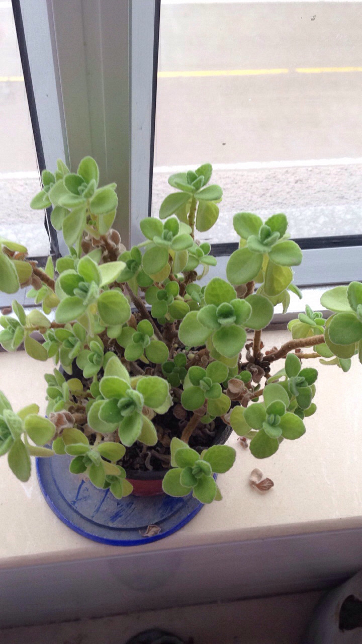 ���ⱻ������