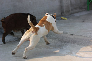 �������ŰԽ�һ���߽���2���ڵ�3����ţ��ۻᡣ