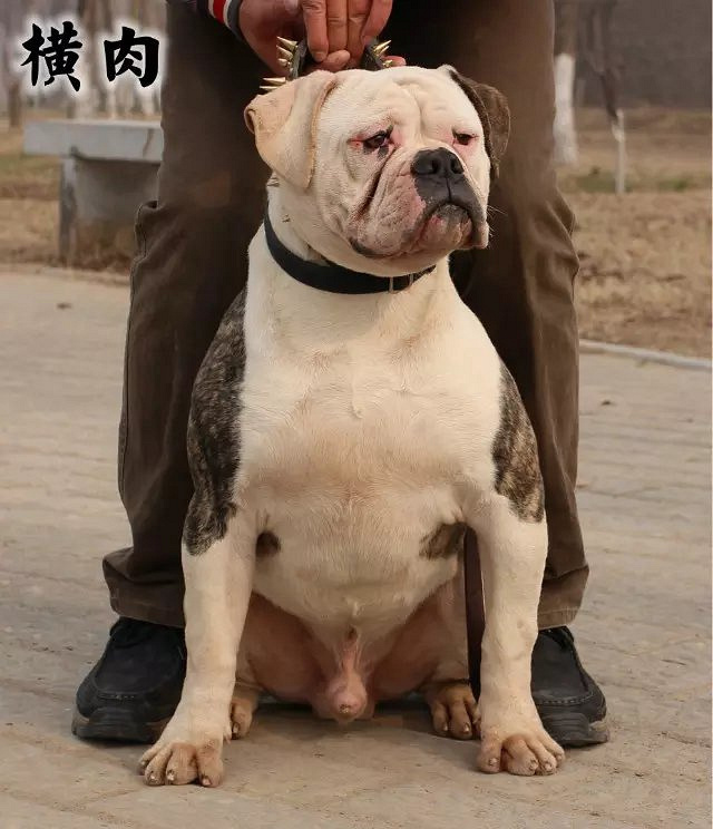 �������ŰԽ�һ���߽���2���ڵ�3����ţ��ۻᡣ
