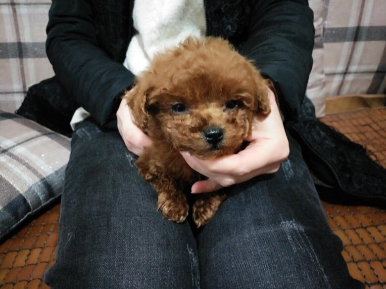 ������΢С΢�豭��ɫ̩��