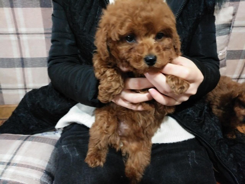 ������΢С΢�豭��ɫ̩��