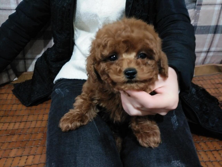 ������΢С΢�豭��ɫ̩��