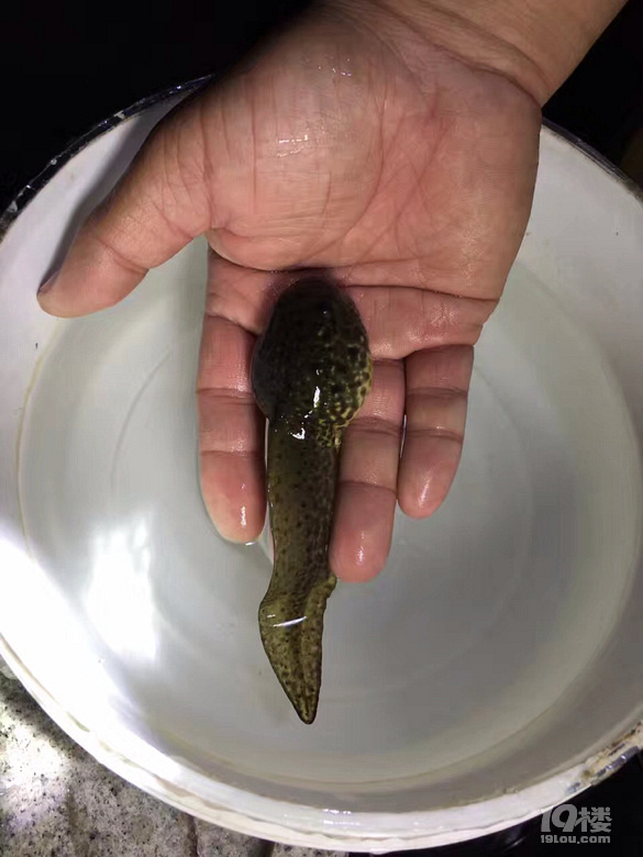 爆料晚上出去大有收获居然在沟里捞上来这么大的蝌蚪