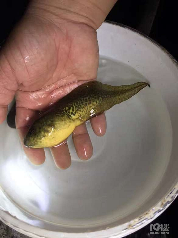 爆料晚上出去大有收获居然在沟里捞上来这么大的蝌蚪