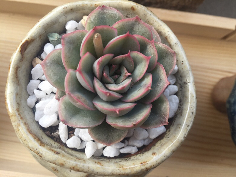 �������ã�΢�粻�룬����ɹɹ