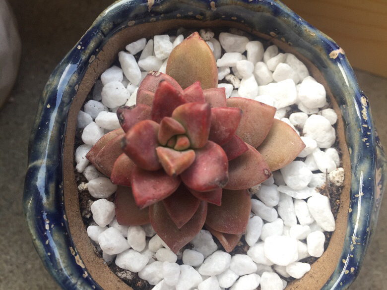 �������ã�΢�粻�룬����ɹɹ