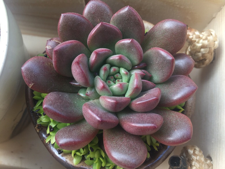 �������ã�΢�粻�룬����ɹɹ