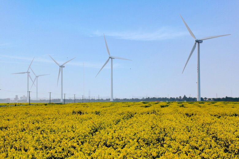 温岭东海塘油菜花海