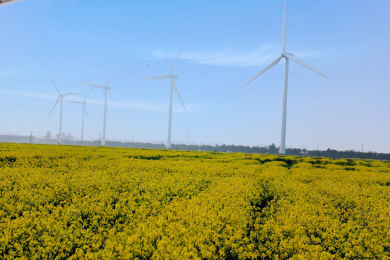 温岭东海塘油菜花海