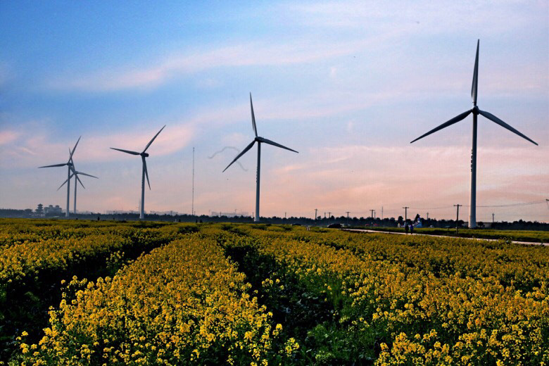 温岭东海塘油菜花海