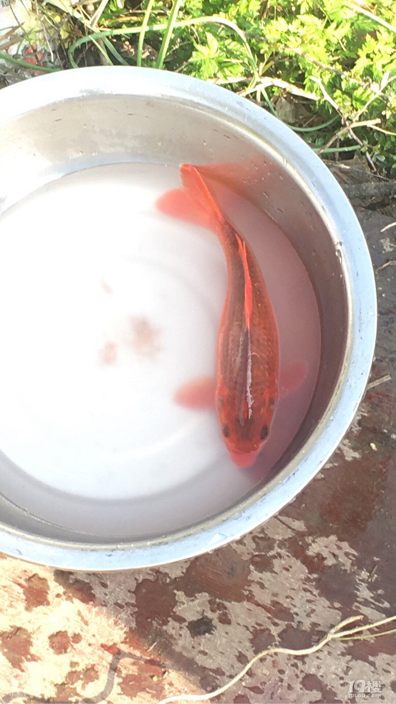 田鱼是归属温州青田的一种稻田养养殖的鱼