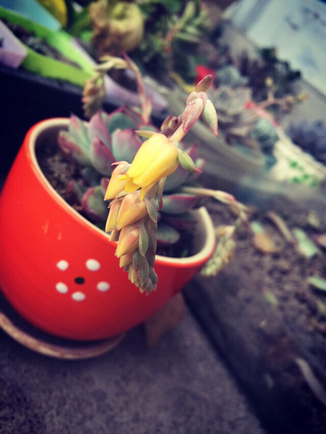 �����ˣ���̨���䳤��һ��Ұ����ʲôƷ�֣�