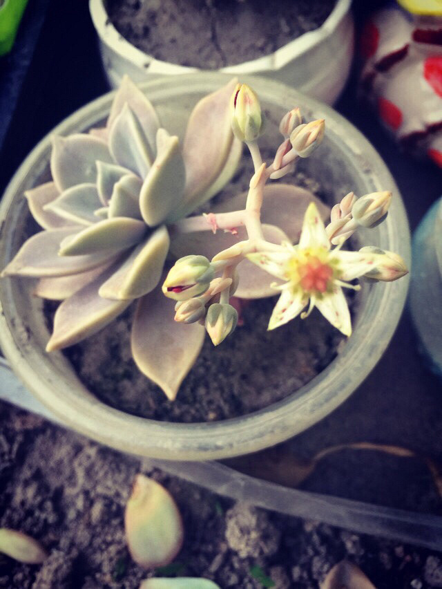 �����ˣ���̨���䳤��һ��Ұ����ʲôƷ�֣�