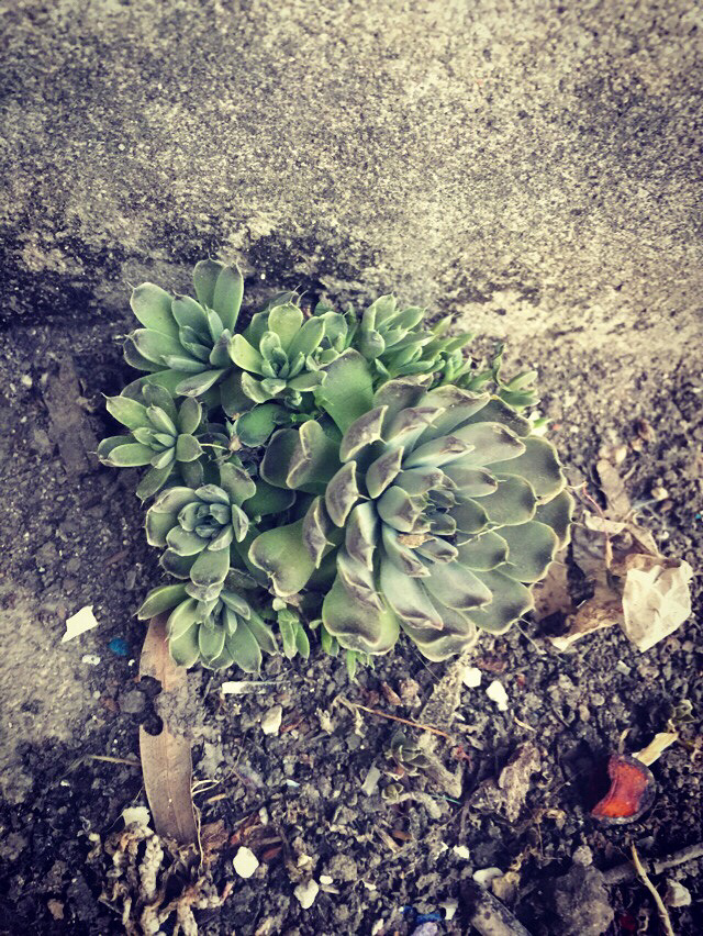 �����ˣ���̨���䳤��һ��Ұ����ʲôƷ�֣�