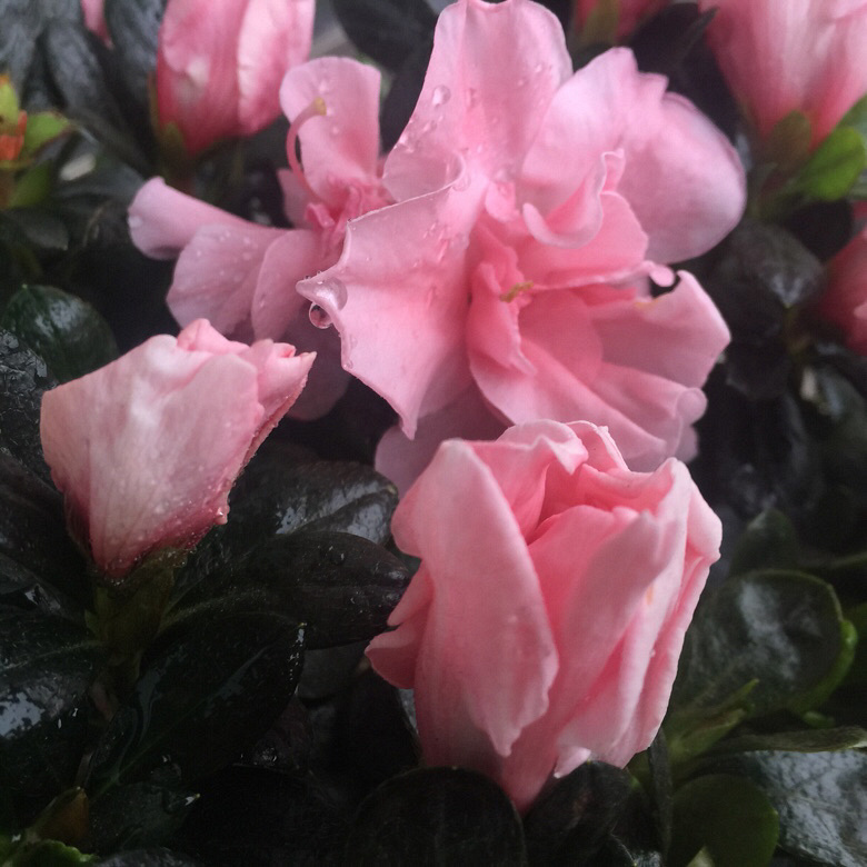 �⼸�컨��ή�ˣ���ѯ�˻��ѣ���֪����ȱˮ