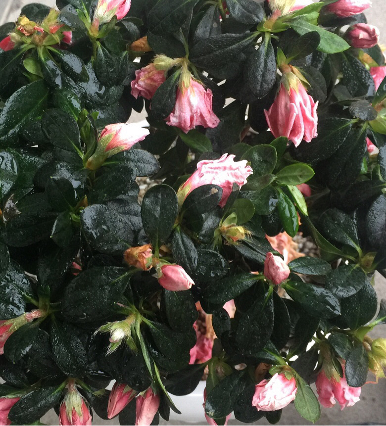 �⼸�컨��ή�ˣ���ѯ�˻��ѣ���֪����ȱˮ