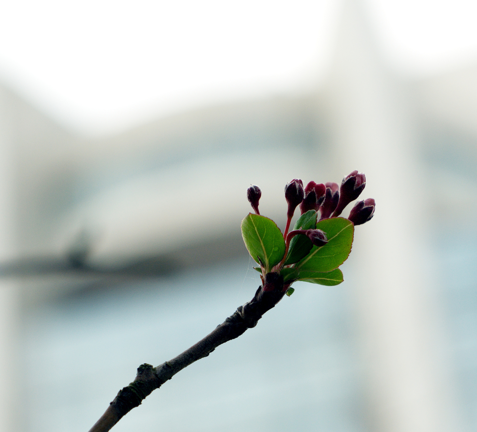 一枝独秀-摄影技术-摄影部落-台州19楼