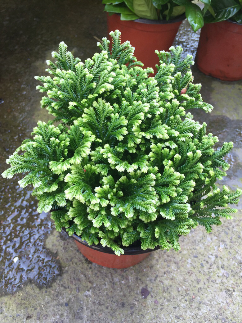 ����˭�ܽ�������