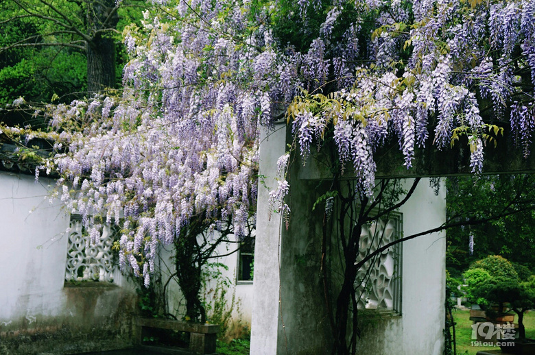 九峰公园报春园花事