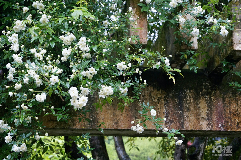 九峰公园报春园花事